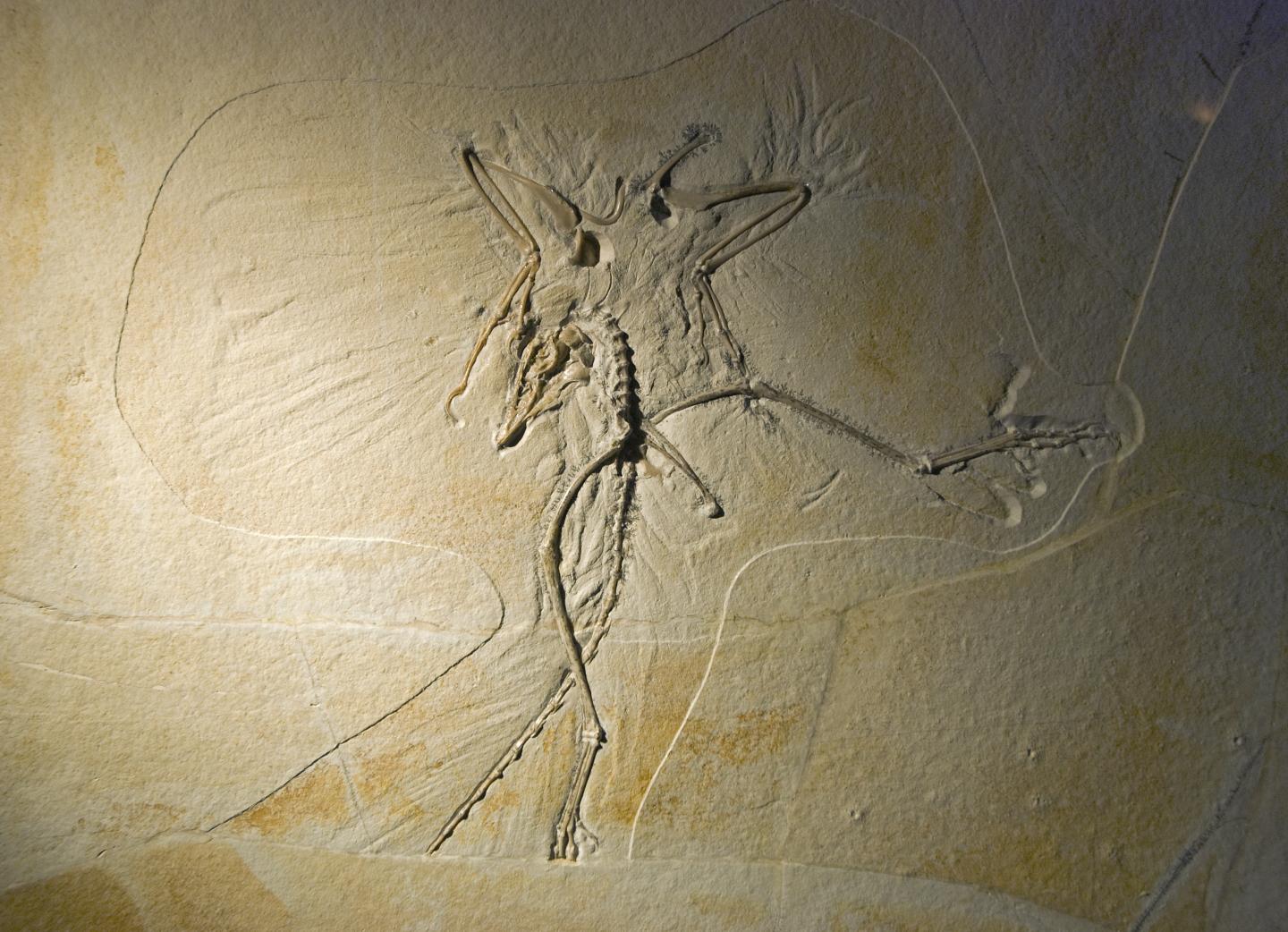 Archaeoptryx Fossil