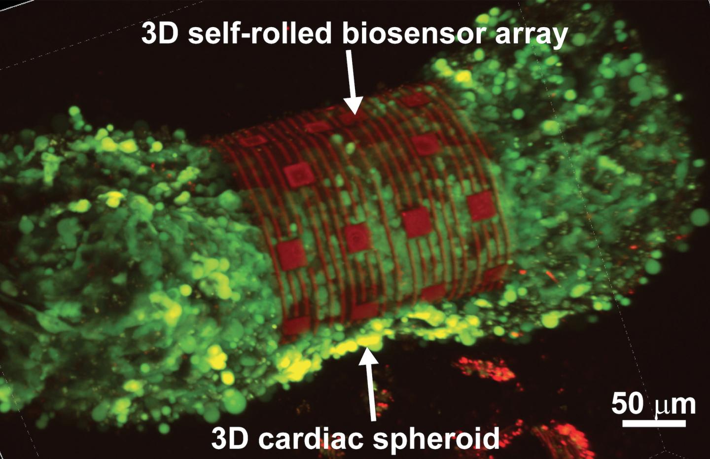 3D Self-rolled Biosensor Array