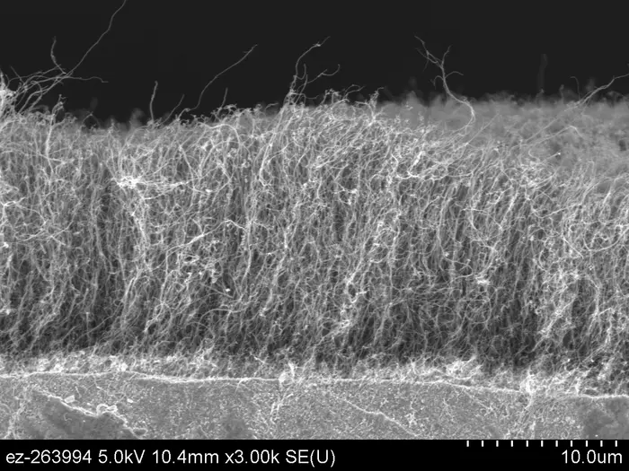 ORNL's vertically aligned carbon nanotubes