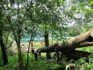 Closed type forest in SE Asia