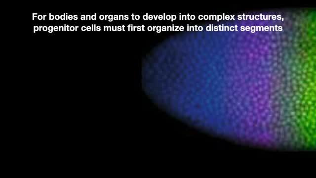 Engineered Developmental Signals Could Illuminate Regenerative Medicine