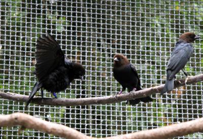 Male Cowbird in Male-Directed Display