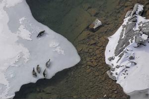 Alaska’s Iliamna Lake harbor seals