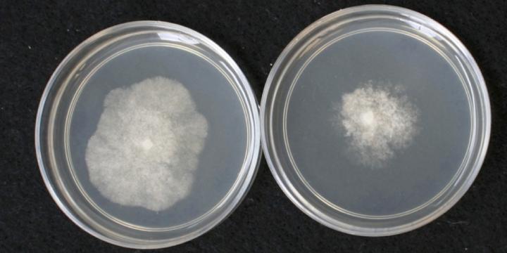 Phytophthora evolution