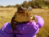 Healthy frog, held by researcher