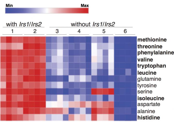 Insulin/IGF-1 Signaling and Amino Acid Uptake by Lung Tumor Cells