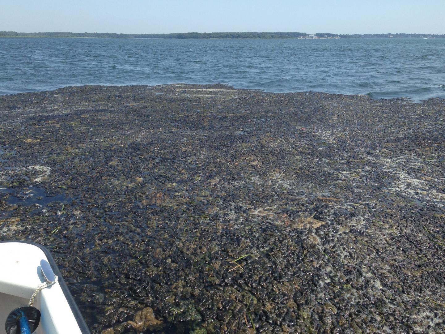 Cladophora Mat Near Little Narragansett Bay