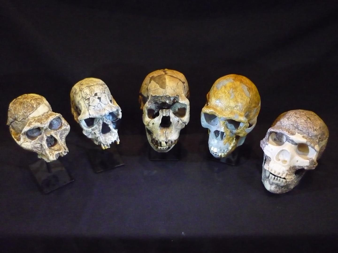 Evolution in Skulls