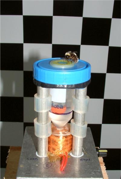 Artificial Flower Being Visited by Bumblebee