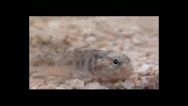 Cone Snail Swallows Disabled Fish