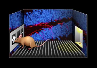 Newborn Brain Cells Show the Way (2 of 2)