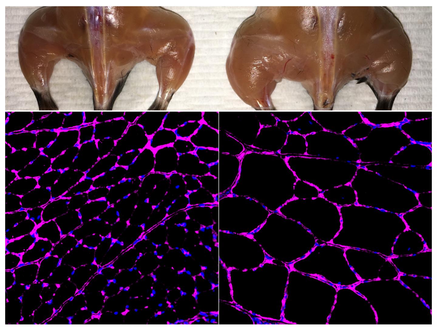 Salk Scientists Redesign CRISPR to Create Precision Medicine Tool