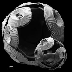 An Algae that Hides behind Hub-caps of Chalk