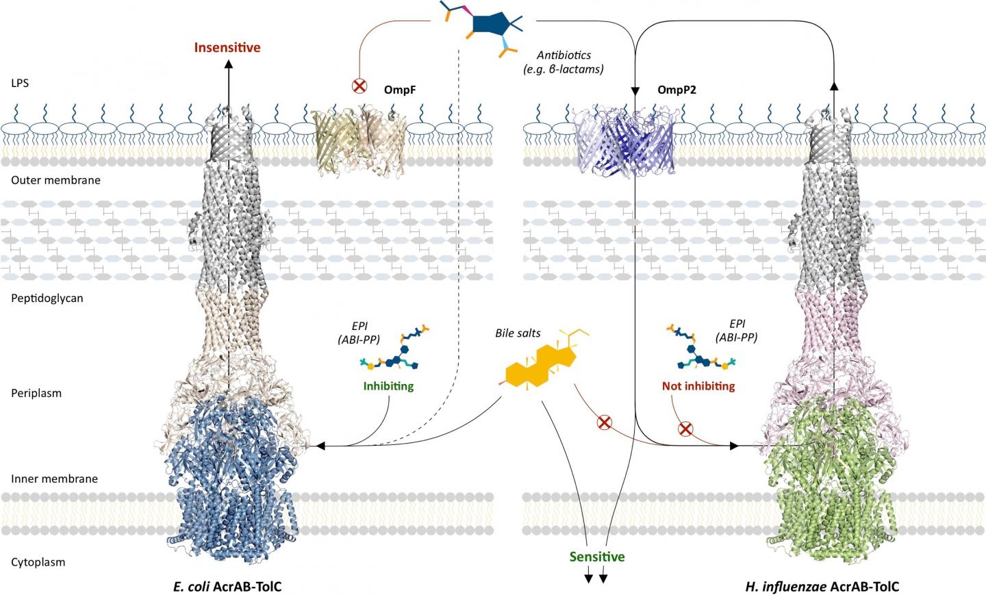 Multidrug Not as we tho EurekAlert!