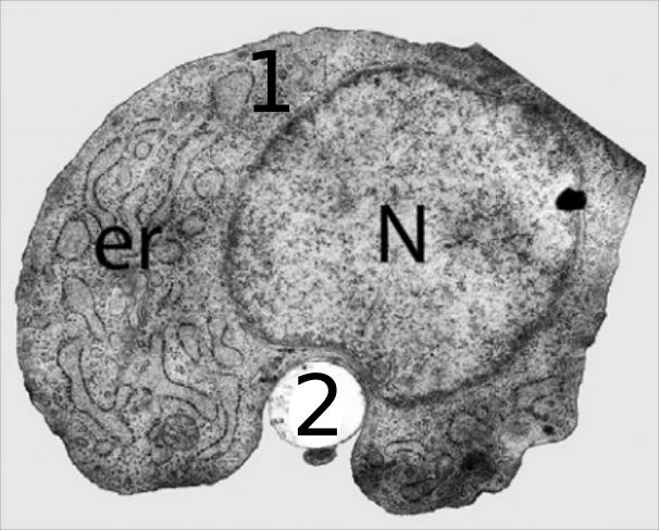 Fig. 3. Electron Microscopy Image of a Cross Section