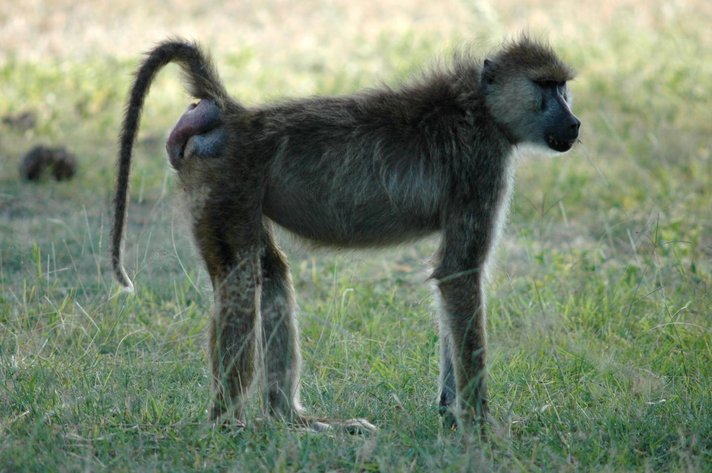 Baboon Bottom [IMAGE] | EurekAlert! Science News Releases