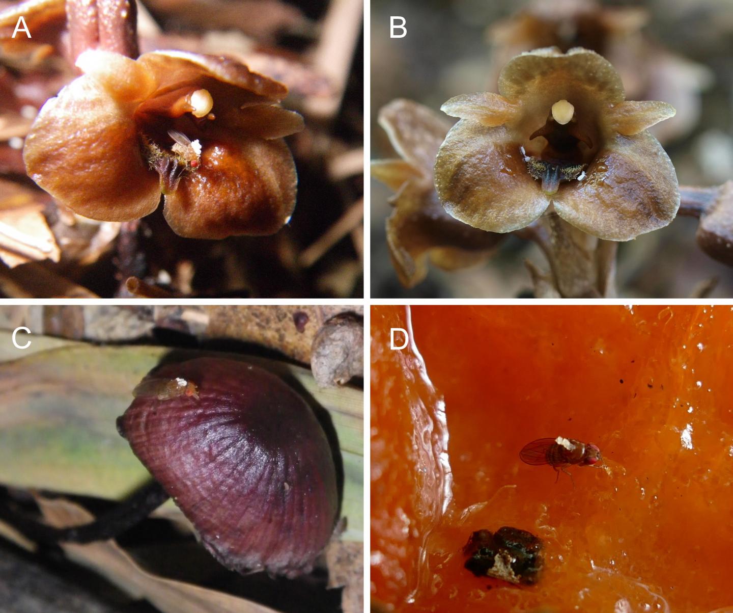 Freeloading Orchid Relies on Mushrooms Above and Below Ground (1)