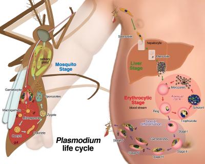 Life Cycle of Plasmodium