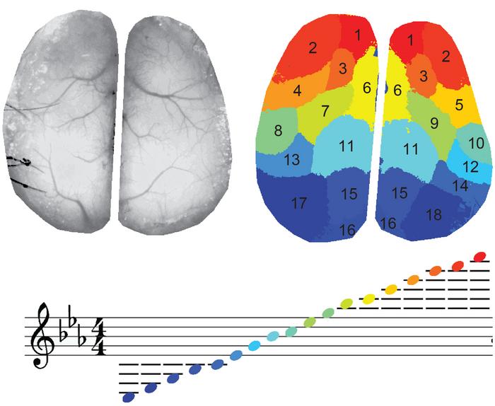 “Movies” with color and music visualize brain activity data in beautiful detail