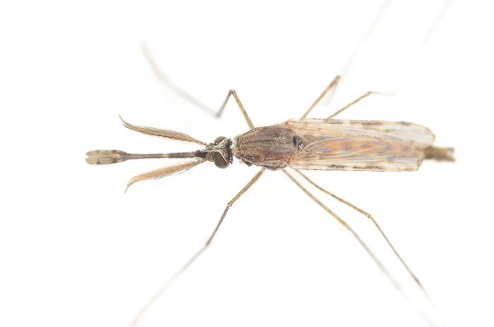 Male mosquito 2