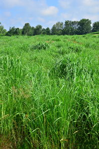 Switchgrass, a biofuel crop studied at Michigan State University, on a June morning.