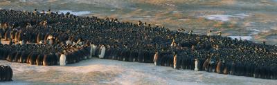 Penguin Huddle