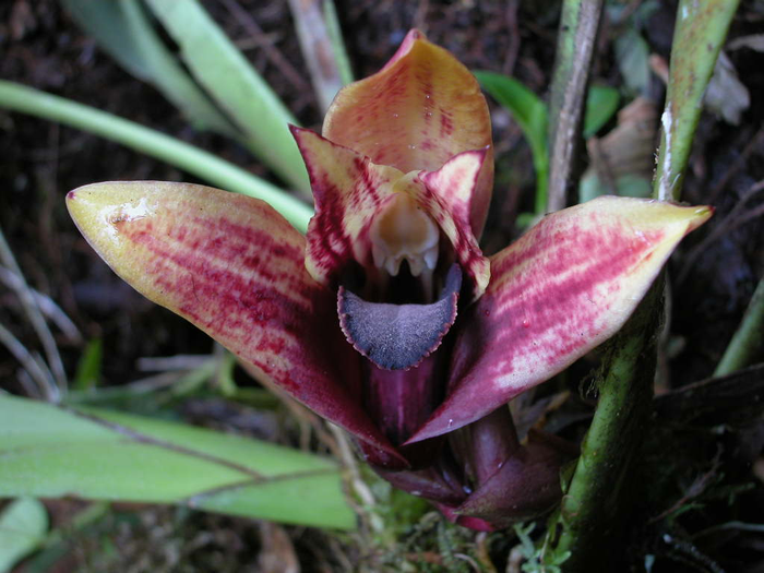 The orchid Maxillaria anacatalina-portillae