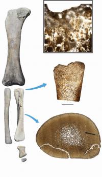 Giant Dinosaurs Hatched with Adult-like Proportions (3 of 3)