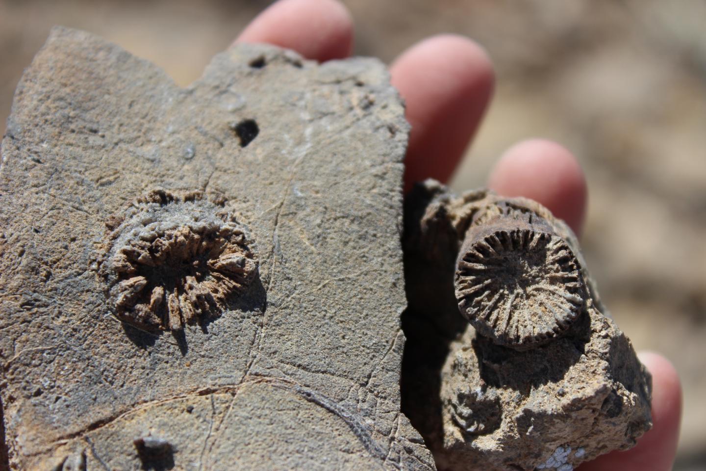 Jurassic Solitary Corals