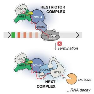 ARS2 instructs early transcription termination-coupled RNA decay by recruiting ZC3H4 to nascent transcripts.