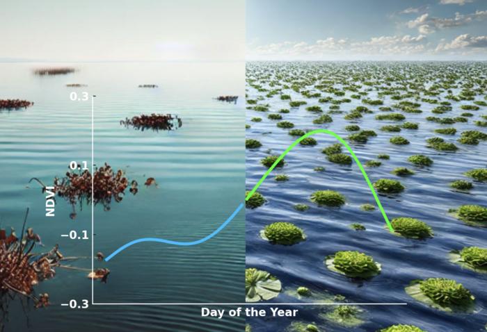 An illustration depicting seasonal changes in floating vegetation