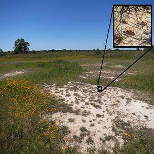 OU Study Looks at Nutritional Preferences of of Diverse Insect Communities