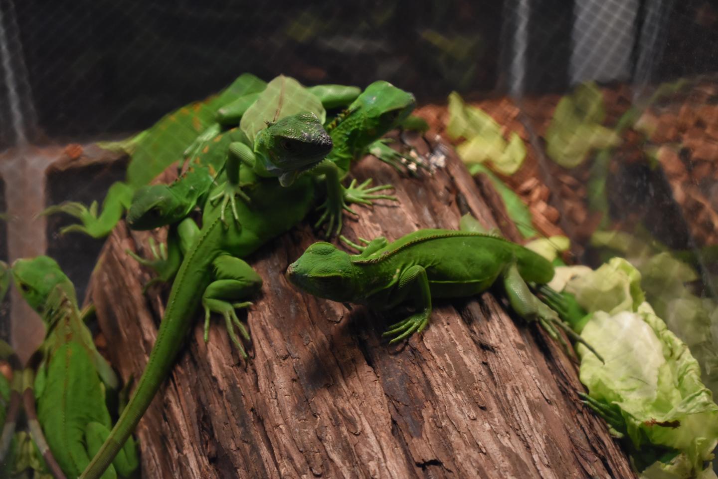 Juvenile Green Iguana