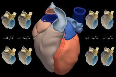 An Atlas of the Human Heart Is Drawn Using Statistics