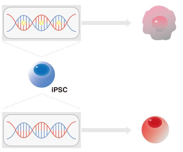 Epigenetics, Not Founder Cells, Determine iPS Cell Differentiation to Blood