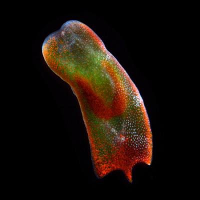 Flatworm with a Home