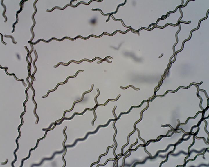 Magnetized Spirulina Algae