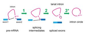 Splicing pathway