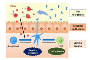 Short-chain fatty acids trigger extension of dendrites