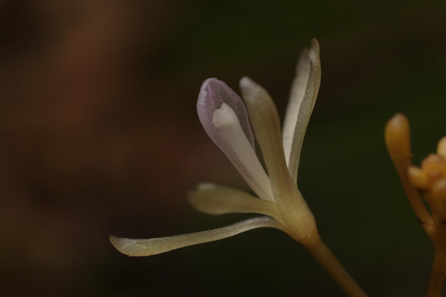 <em>Lecanorchis tabugawaensis</em>