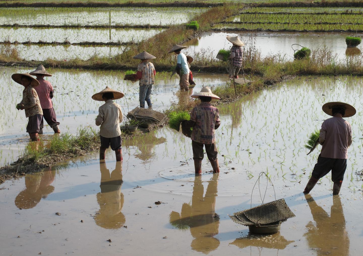 As Seen in Starbucks: In China, Traits Related to Traditional Rice or Wheat Farming Affect Modern Behavior (10 of 10)