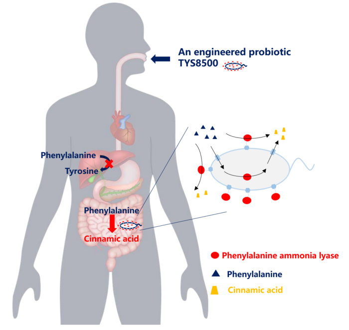 Principle of the engineered probiotic TYS8500 as a live biotherapeutic for phenylketonuria