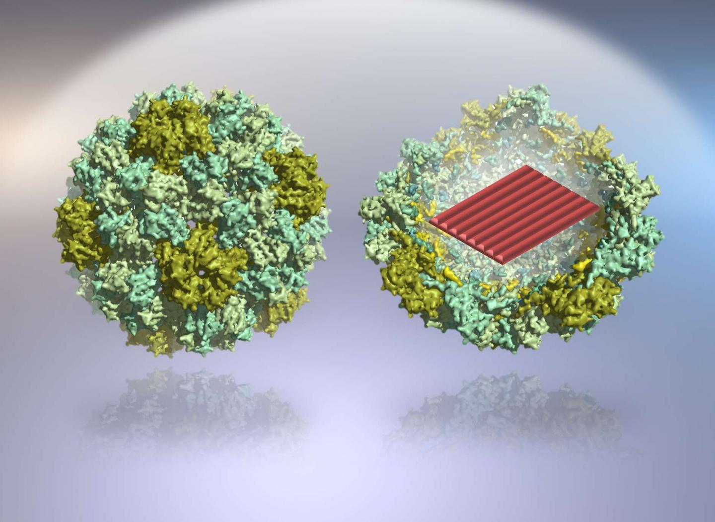 Virus-Protein-Coated DNA Origami Nanostructures
