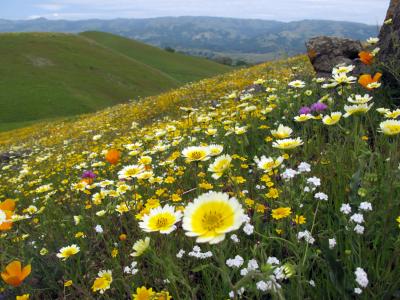 California's Plant Life