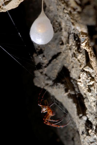 Most Stretchable Spider Silk Reported