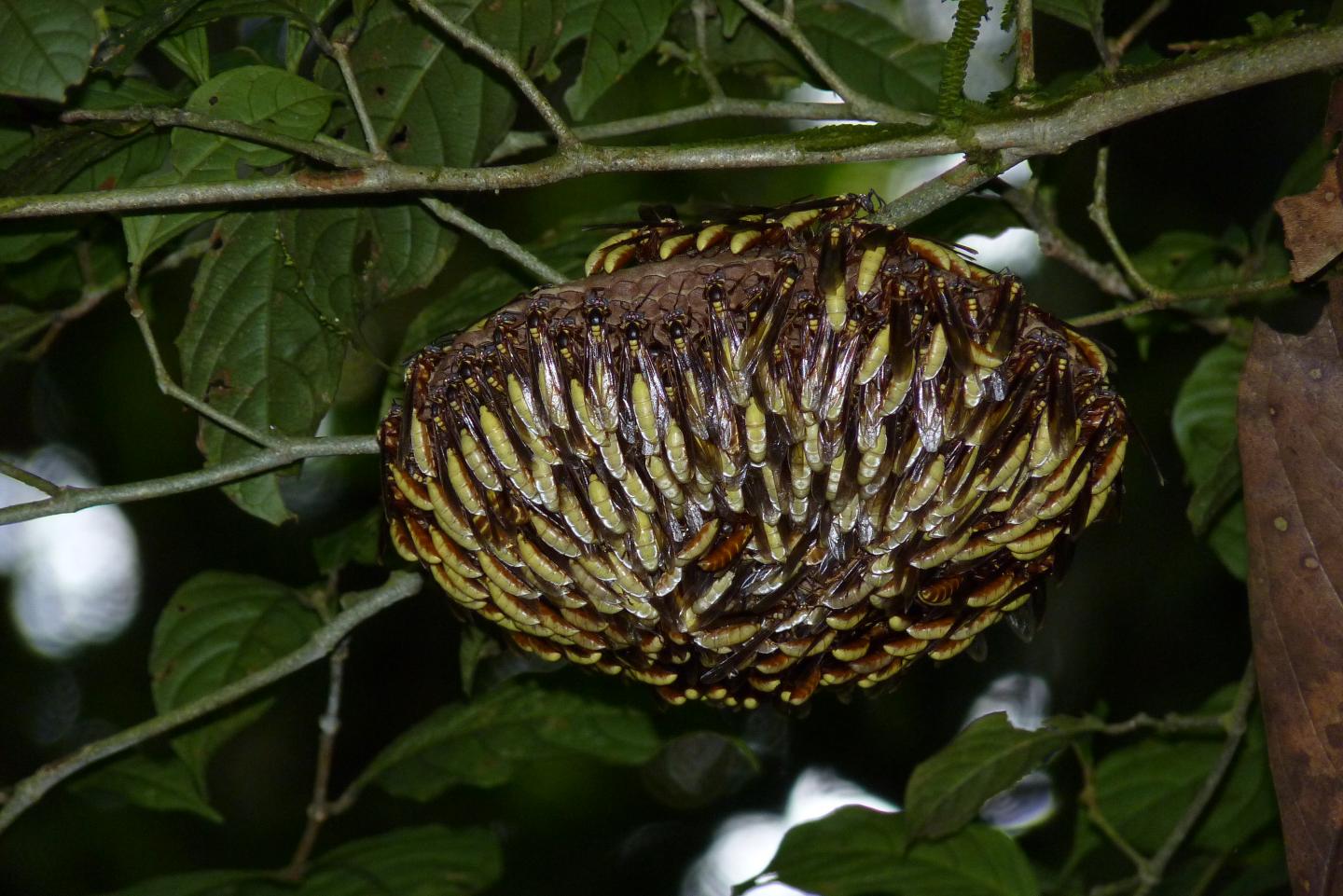 <em>Apoica pallens</em>
