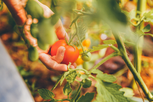 Fewer seeds and fruits under mild heat conditions