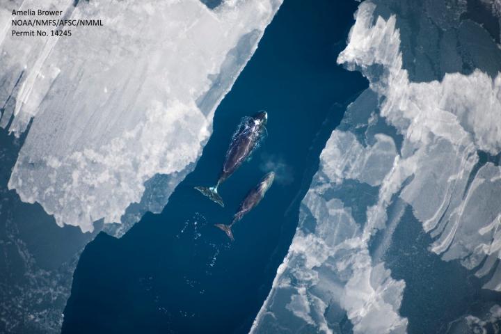 Bowhead whales