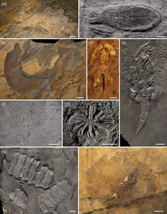 Fossils from the Liexi Fauna