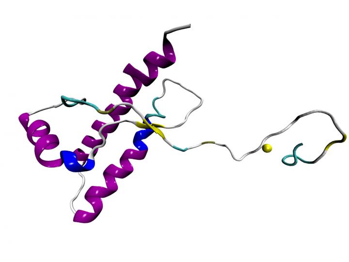 Prion Protein